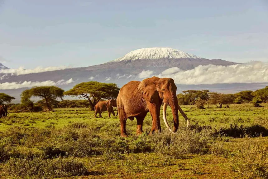 Amboseli & Rift Valley Experience